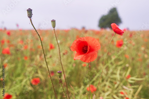 Meadow with beautiful bright red poppy flowers in spring. High-quality photo