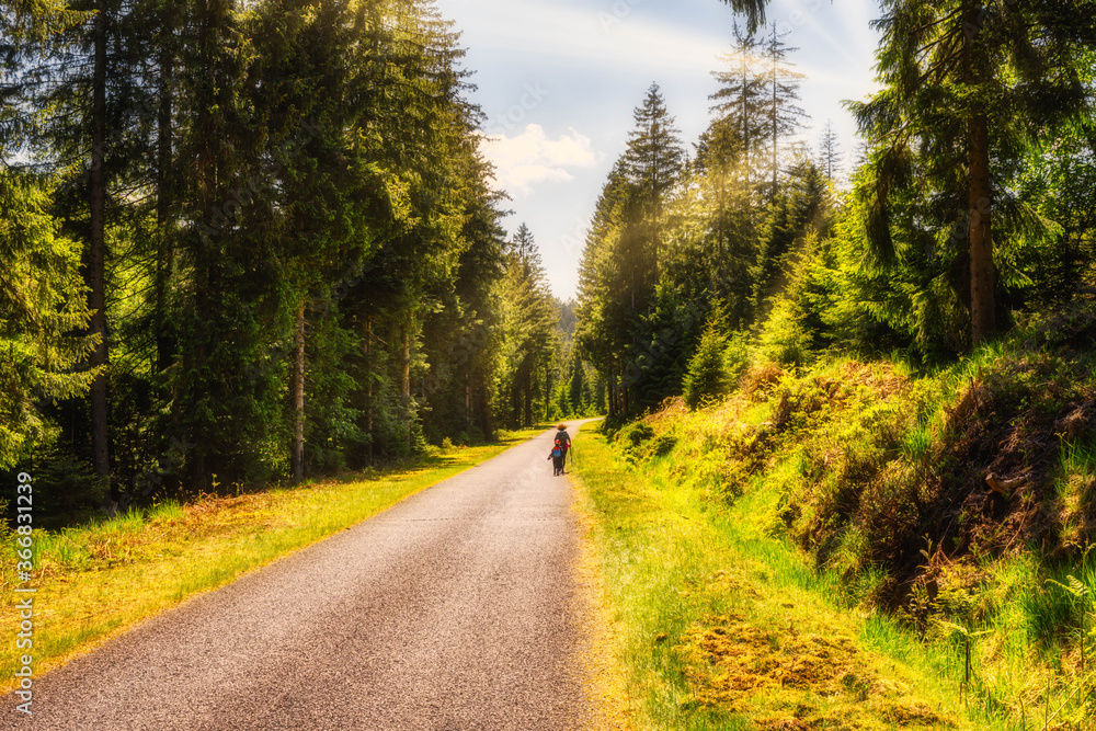 Obraz premium hiking in forest with sunlight