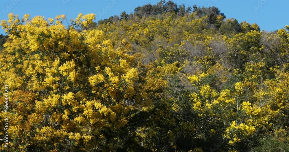 Acacia dealbata, known as silver wattle, Provence, France Acacia dealbata, known as silver wattle, Provence, France