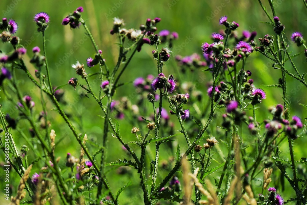 Beautiful thistle flowers in summer under a blue sky
Beautiful thistle flowers in summer under a blue sky