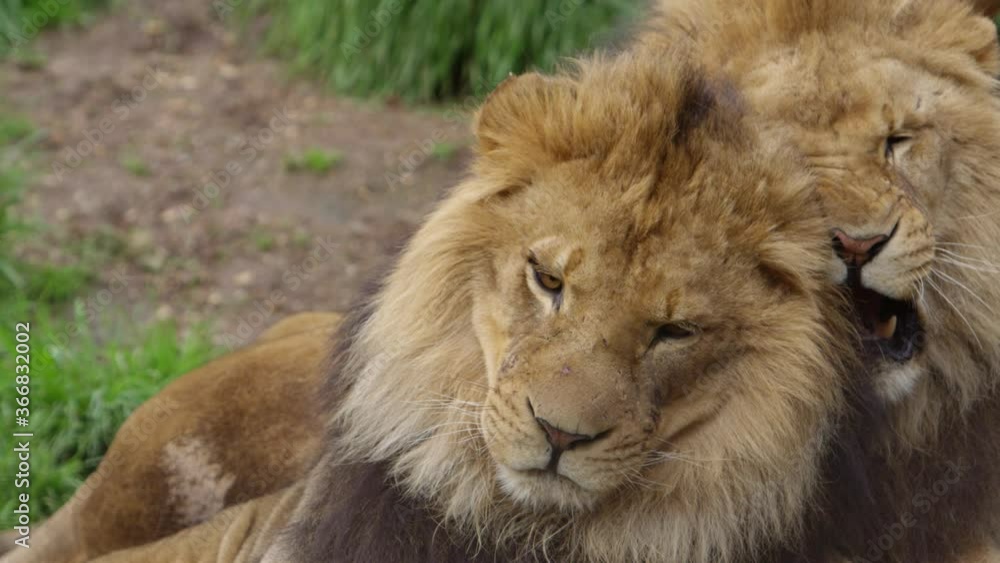 lion brothers playfully fight slow motion lion brothers playfully fight slow motion