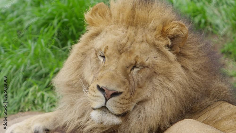 king of the jungle lion enjoying the breeze king of the jungle lion enjoying the breeze