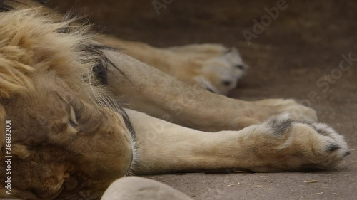 sleeping lion rack focus from paws to face