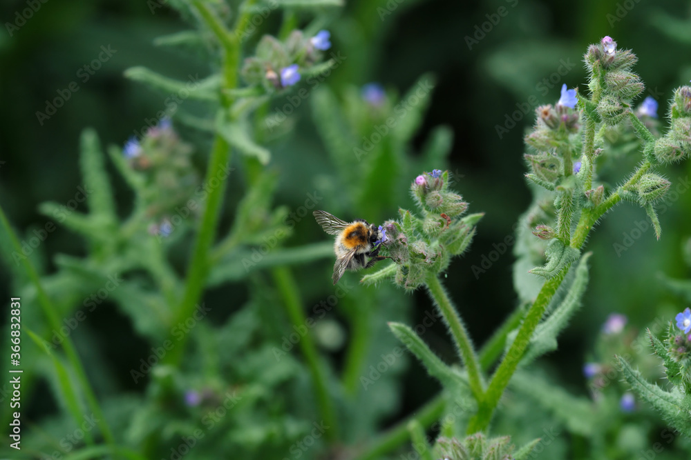 Naturfoto von Hummel und grünen Pflanzen mit kleinen blauen Blüten - Stockfoto
