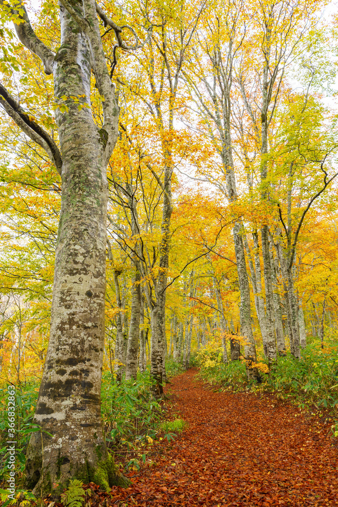 Fototapeta premium 黄葉のブナの森