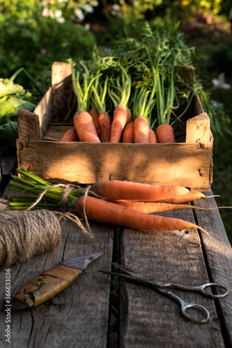 Bunch of fresh carrots with green leaves on wooden background