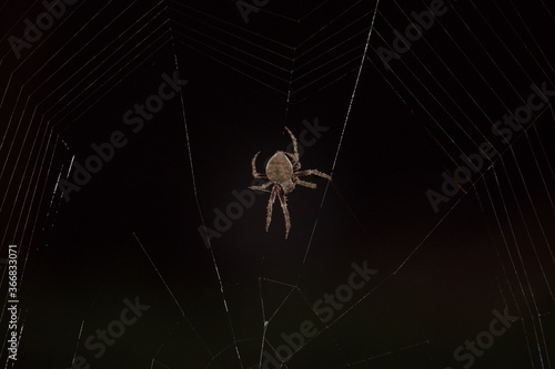Araña