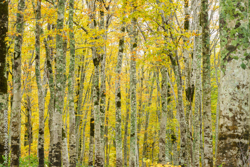 黄葉のブナの森