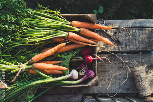 Concept for root vegetable, organic raw food