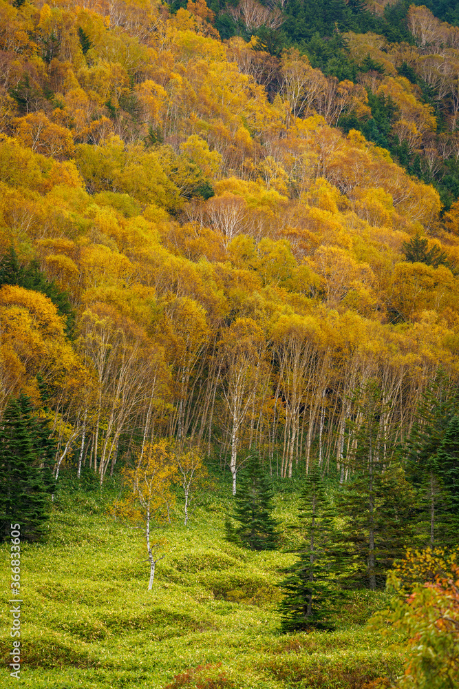Fototapeta premium 志賀高原の紅葉志賀高原の紅葉