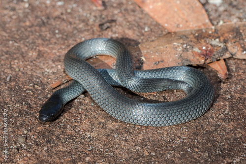 Eastern Small-eyed Snake in curled position