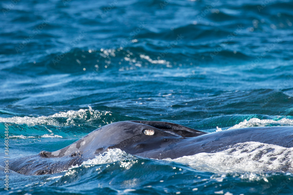 Fototapeta premium Head and blowhole of a Humpback Whale