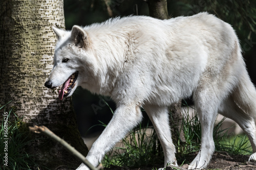 Portrait of White Wolf  Canis lupus 