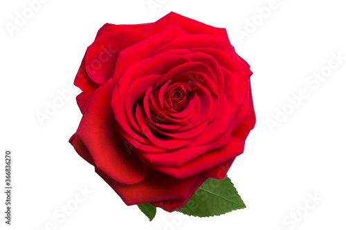 Fototapeta Naklejka Na Ścianę i Meble -  Red rose isolated on white background
