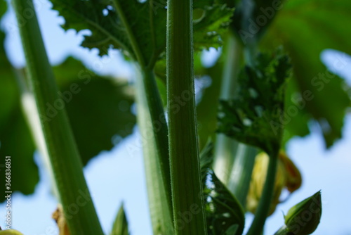 stalks in the garden