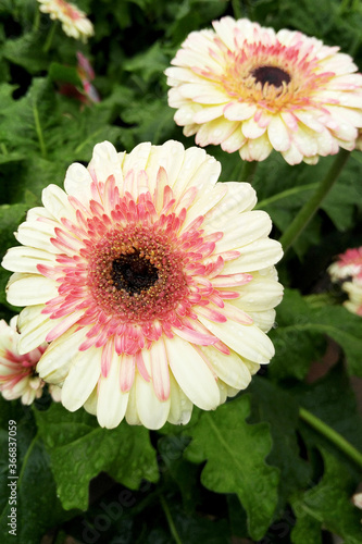 Beautiful  yellow and pink petals and luscious green foliage 