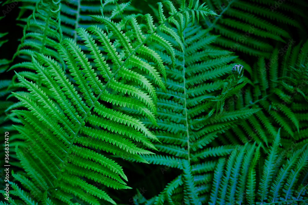 Fototapeta Close up view beautiful perfect young growing fern leaves in the forest. Mystery vibrant color foliage abstract background. Backdrop natural texture of lush fern thickets. Copy space for text design