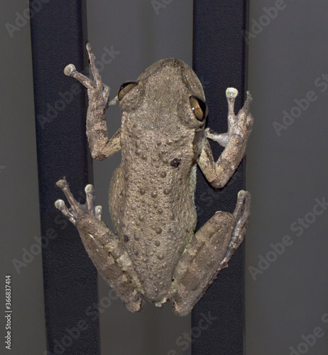 Tree frog up close and personal blending with the dark background at night its digits suctioned to the back of a chair.