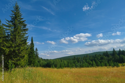 Summer landscape green meadow on a background of forest and blue sky.