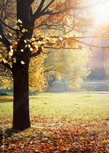 Beautiful Nature Autumn landscape on Sunny day