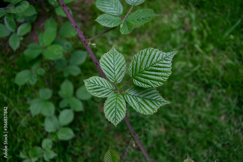 Close up of a bramble leaf photo