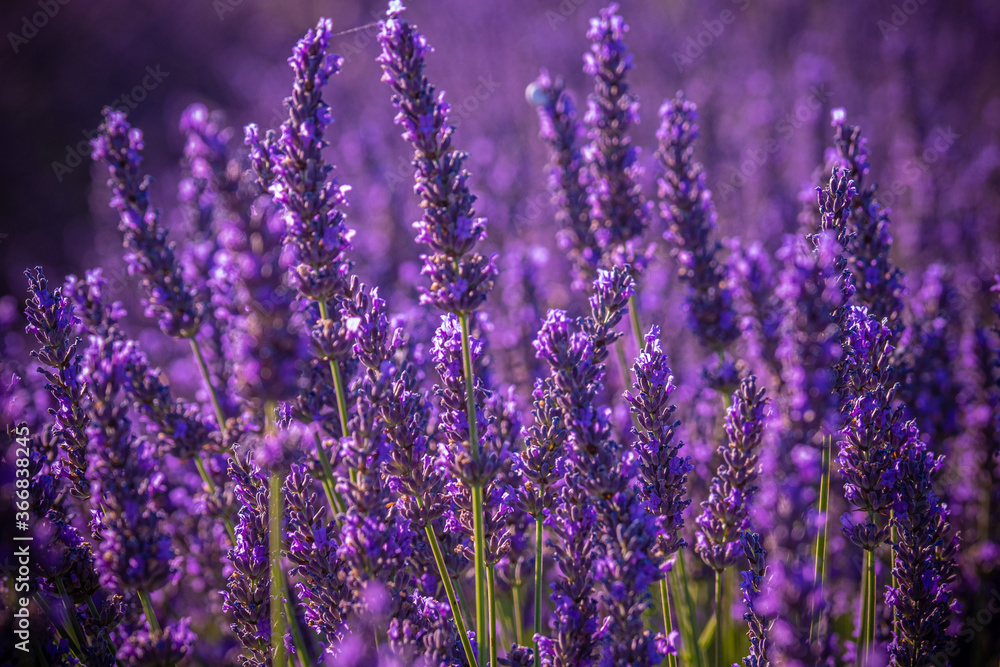 Obraz premium Famous lavender fields in France Provence - travel photography