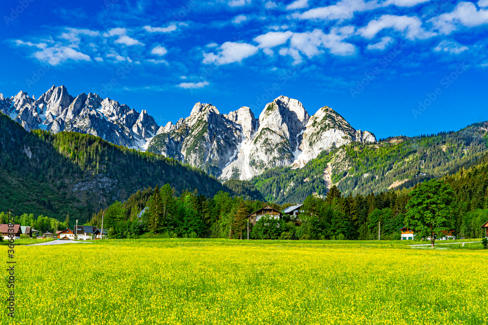 A flower filled field in Gosau with snow capped mountains