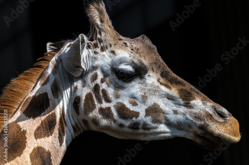 Portrait of Reticulated Giraffe  Giraffa camelopardalis 