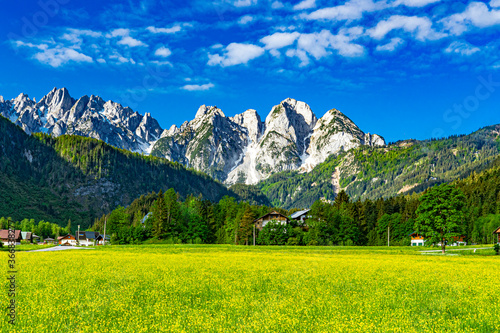 A flower filled field in Gosau with snow capped mountains