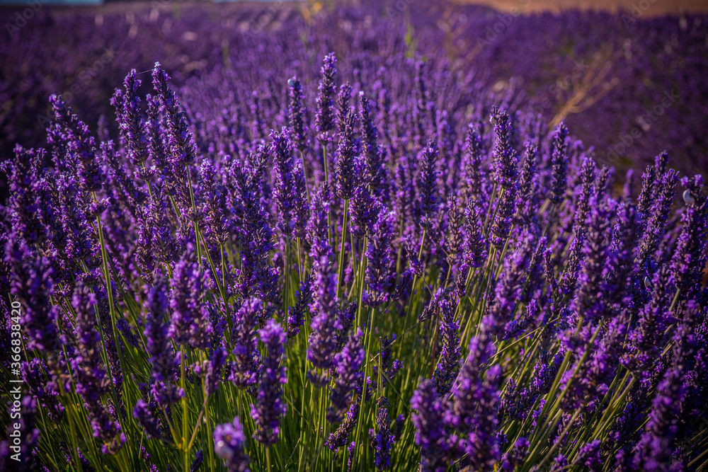Naklejka premium Famous lavender fields in France Provence - travel photography