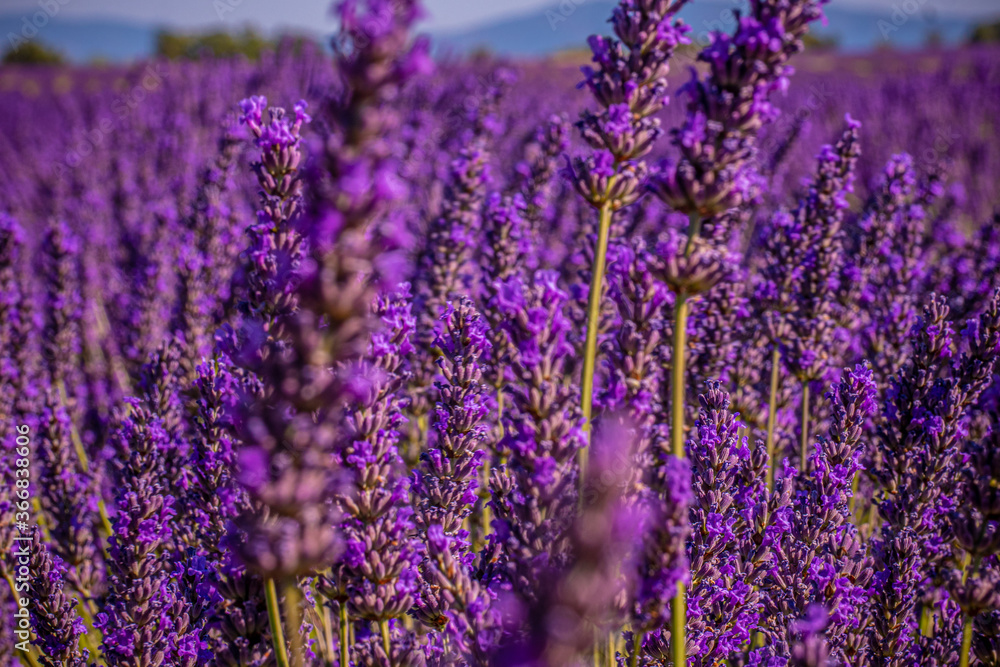 Obraz premium The violet lavender fields of Valensole Provence in France - travel photography