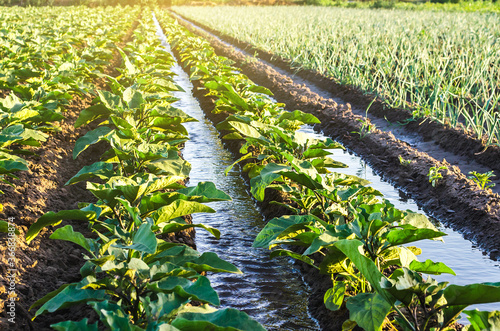 Fényképezés Water flows through irrigation canals on a farm eggplant plantation