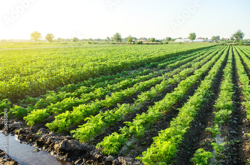 Watering plantation landscape of green carrot and potato bushes. European organic farming. Growing food on the farm. Growing care and harvesting. Agroindustry and agribusiness. Root tubers. Agronomy. photo