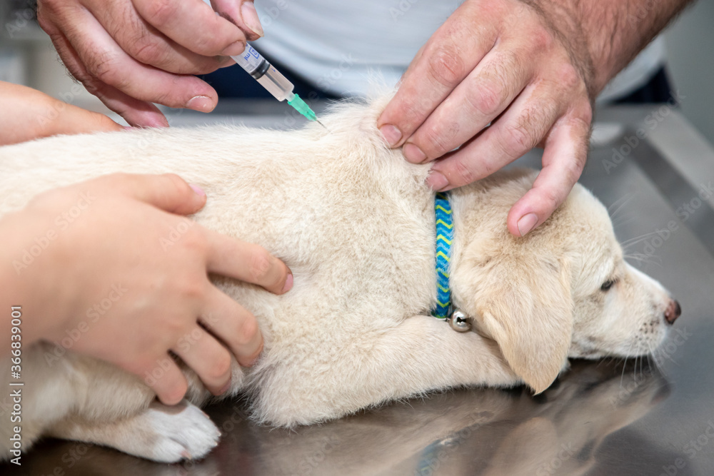 Vet giving vaccine to a puppy. Vet giving vaccine to a puppy.