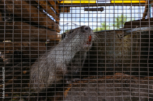 Gray nutria (Myocastor coypus) in the cage at the farm