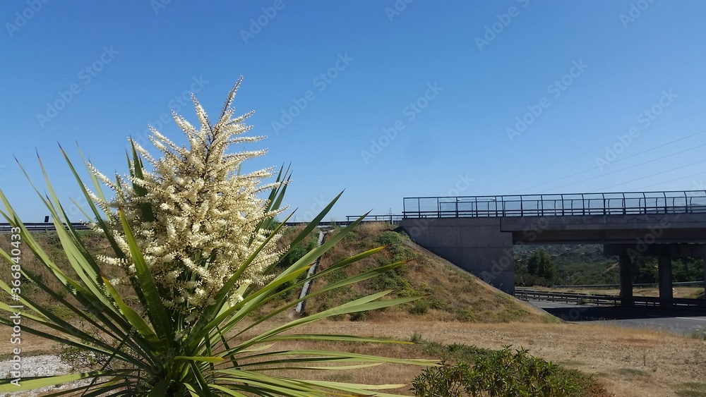 Fototapeta premium Una bella planta asomándose a la civilización