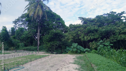 vegetable garden and trees