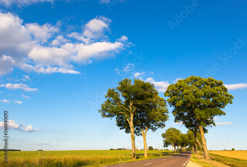 Beautiful landscape in France in coutry. The road with trees and yellow fields are on background of blue sky. Concept holiday on nature