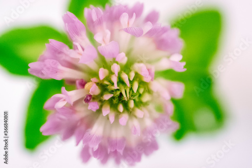 In the kitchen, I photographed the red clover that my wife put in a small glass.