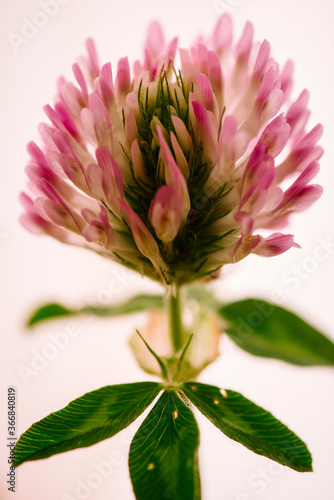 In the kitchen  I photographed the red clover that my wife put in a small glass.