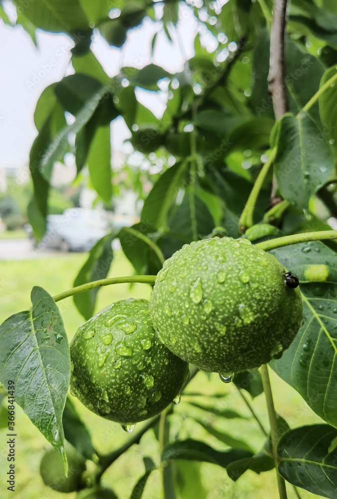 lime tree with fruits lime tree with fruits