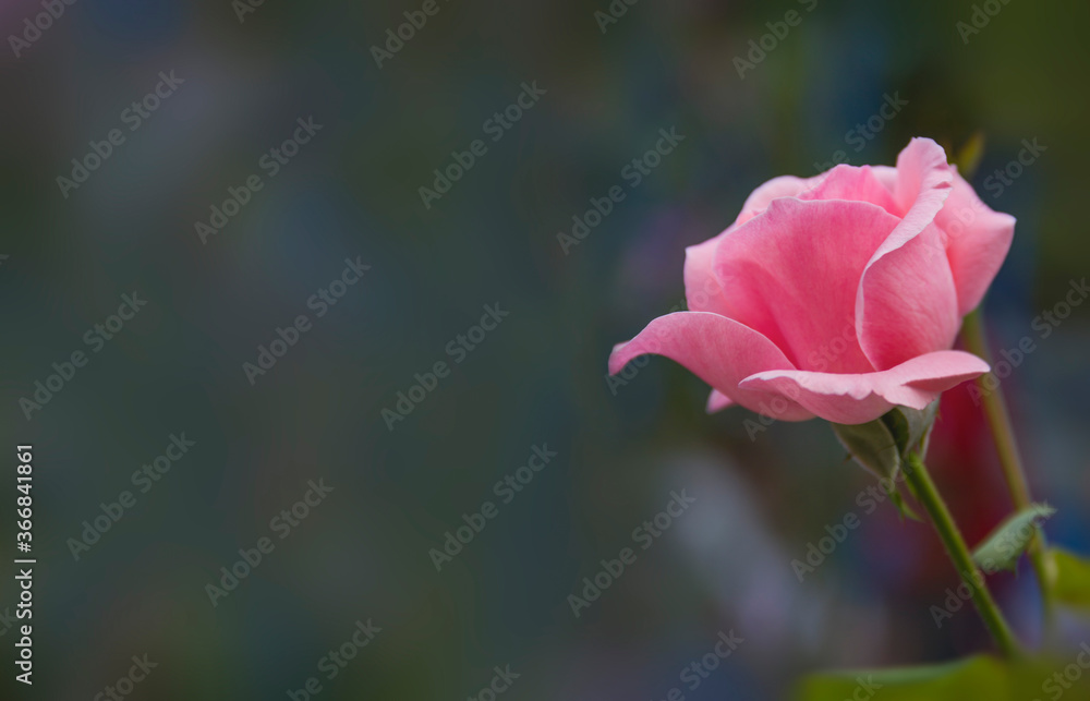 pink rose on green background with space for text pink rose on green background with space for text