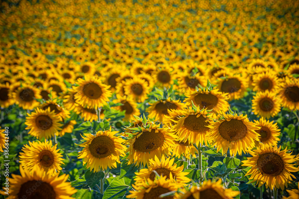 Huge sunflower fields in the Provence France - travel photography Huge sunflower fields in the Provence France - travel photography