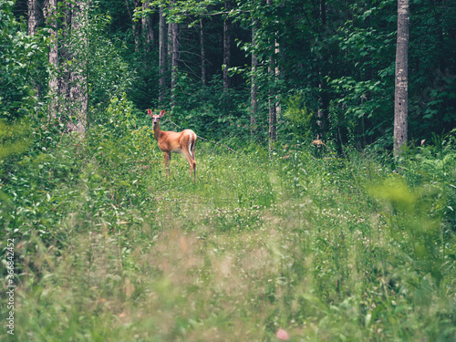 A white-tailed deer standing at the edge of a woodland just off some dirt roads in Washington New Hampshire.