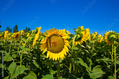 The sunflower field close up. Sunflowers ae on background of blue sky in hot summer day. photo