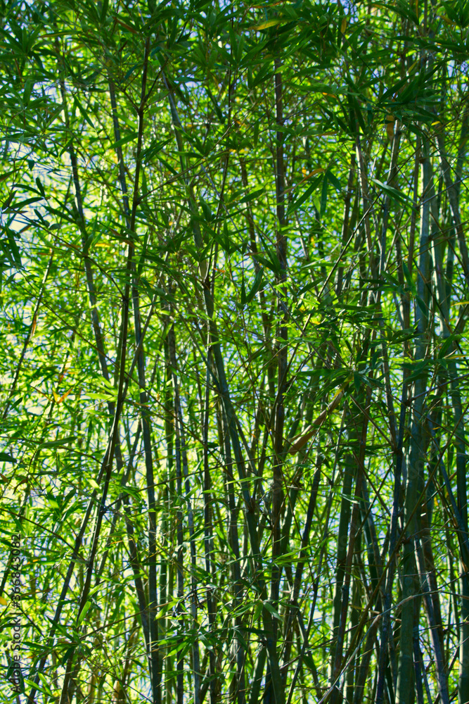 bamboo forest in the morning bamboo forest in the morning