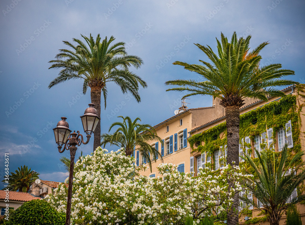 Fototapeta premium Palm trees at the Cote D Azur in France - travel photography