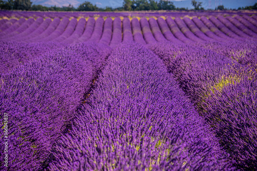The violet lavender fields of Valensole Provence in France - travel photography