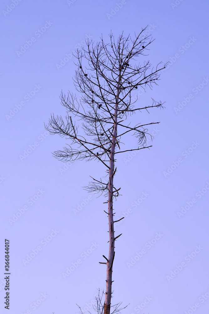 Obraz premium dry trees with blue sky background