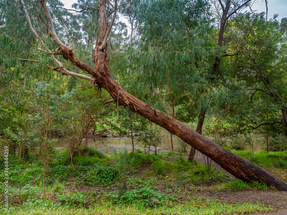 Fototapeta premium Leaning Tree
